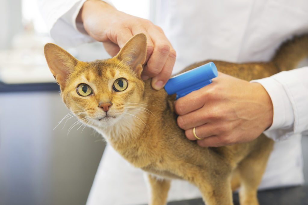 Microchip implant for cat by Veterinarian
