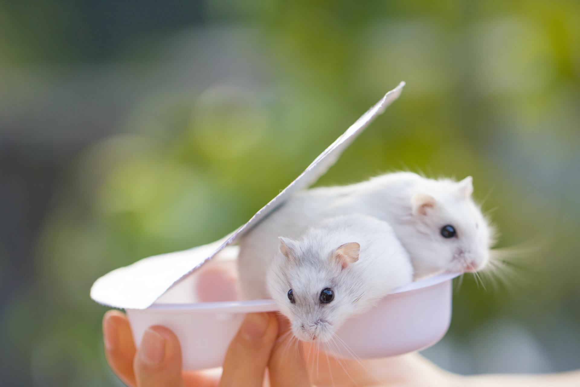 7 Reasons To Adopt A Hamster