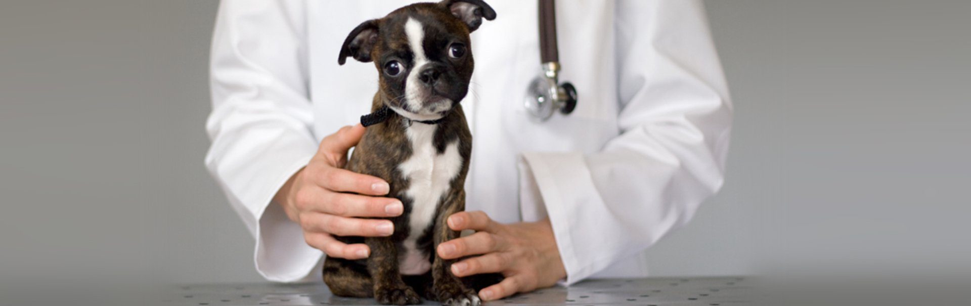 Caring For A Brachycephalic Dog 