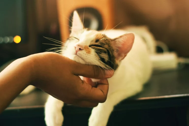 Simple Things That Make Cats Happy