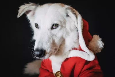 dog with white fur wearing red robe